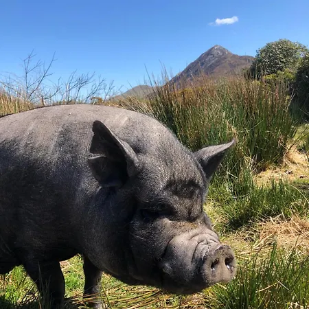 Vakantiehuis Farm In Village On A Farm Beside Connemara National Park Letterfrack