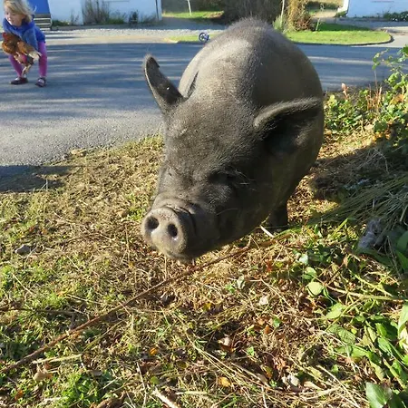 Σπίτι διακοπών Farm In Village On A Farm Beside Connemara National Park *